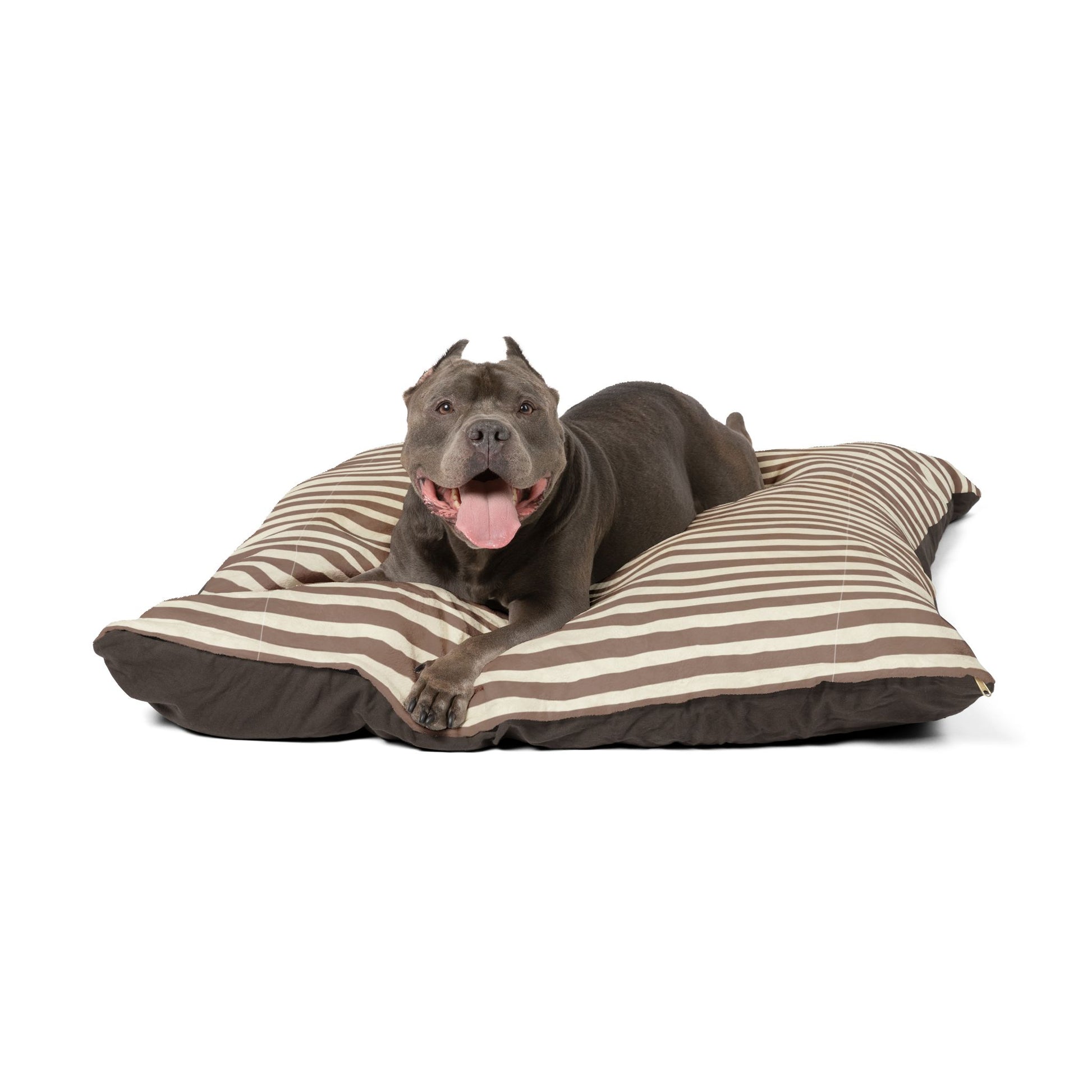 Dog lying on a mocha brown striped pet dog bed with a white background